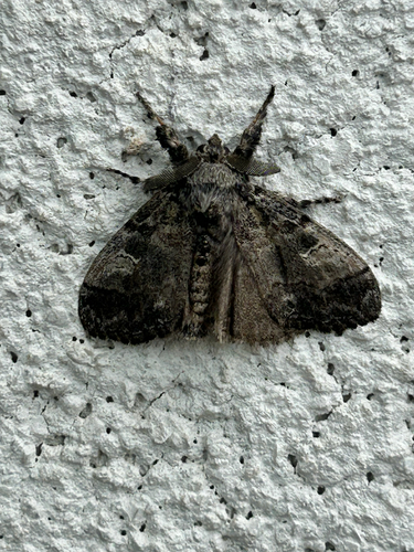 Variable Tussock Moth