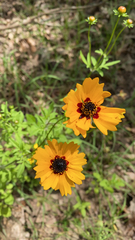 Coreopsis basalis