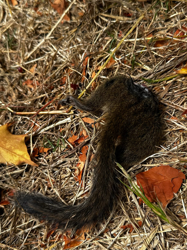 Shadow Chipmunk observed by spikelavender