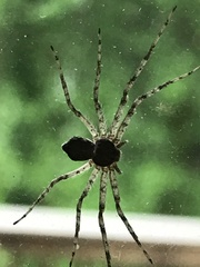Araneae