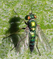 Condylostylus caudatus