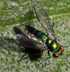 Condylostylus caudatus