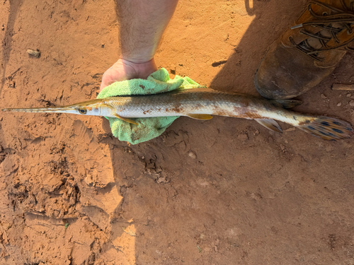 Longnose Gar