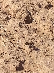 Acromyrmex