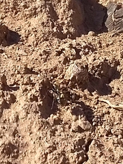 Acromyrmex