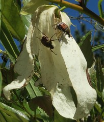 Trichiotinus lunulatus