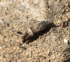 Sereda tautana