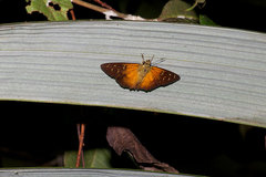 Augiades crinisus