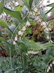 Polygonatum × hybridum