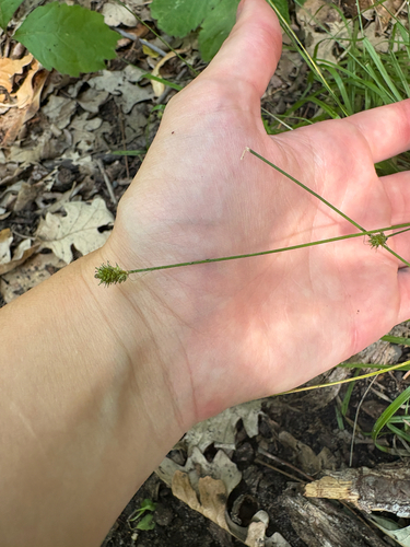 Carex cephalophora, 2026-07-20