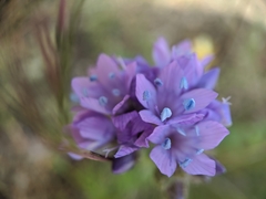 Gilia achilleifolia