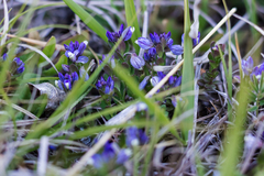 Polygala supina supina