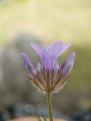 Gilia achilleifolia