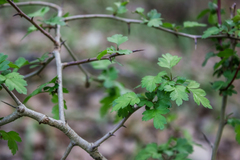 Crataegus microphylla