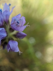 Gilia achilleifolia