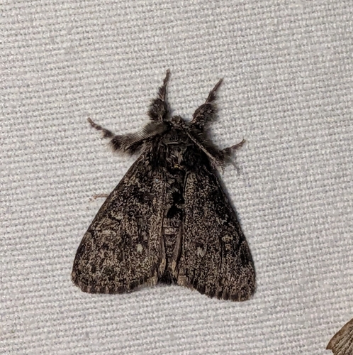 Grizzled Tussock Moth photo 4