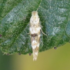 Bucculatrix quadrigemina