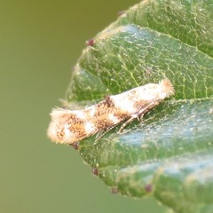 Bucculatrix quadrigemina