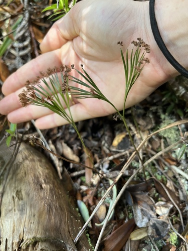 Schizaea dichotoma observed 2026-07-08