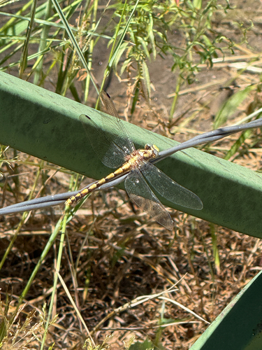 iNaturalist observation photo of Bison Snaketail