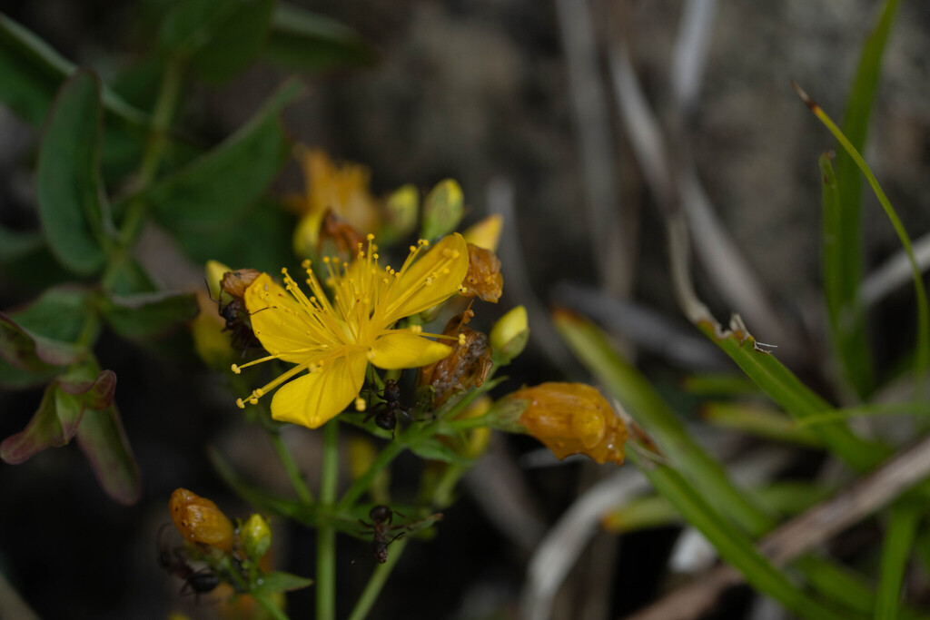 Hypericum watanabei