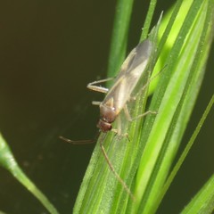 Orthotylus