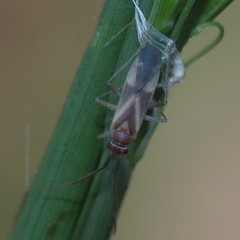 Orthotylus