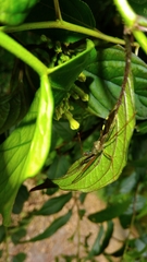 Epidaus sexspinus