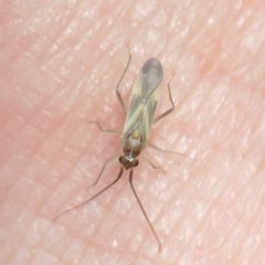 Orthotylus