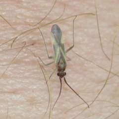 Orthotylus