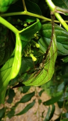 Epidaus sexspinus