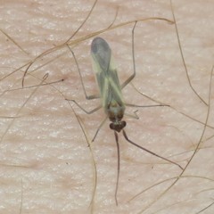 Orthotylus