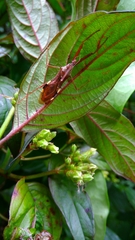 Epidaus sexspinus