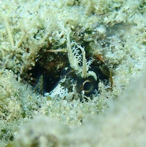 Longhorn blenny (Hypsoblennius exstochilus) — Blenniidae — 3
