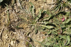Taraxacum bessarabicum