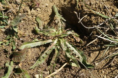 Taraxacum bessarabicum