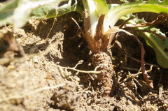 Taraxacum bessarabicum