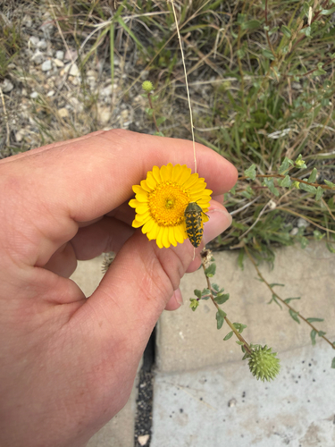 Acmaeodera auritincta