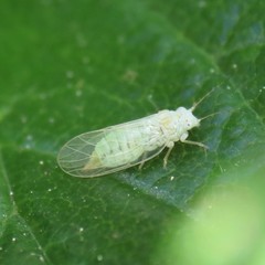 Cacopsylla alba