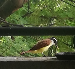 Pitangus sulphuratus