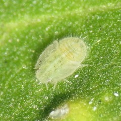 Bactericera lavaterae