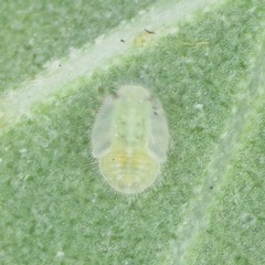 Bactericera lavaterae