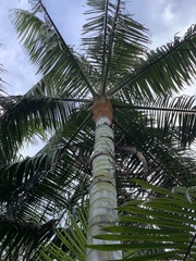 Dypsis leptocheilos