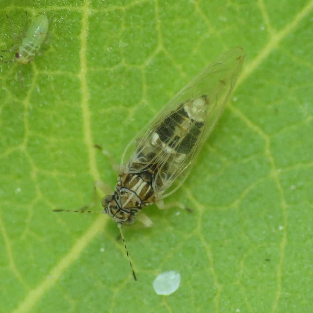 Island Mallow Psyllid
