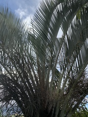 Dypsis decaryi