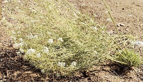 Mesa Pepperwort