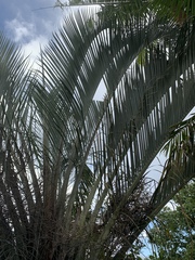 Dypsis decaryi