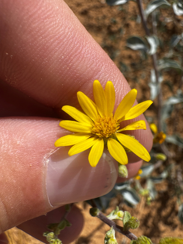 Heterotheca zionensis, photograph 4