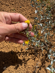 Heterotheca zionensis, photograph (c) Parker James Lloyd, some rights reserved (CC BY)