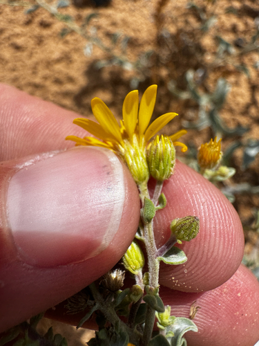 Heterotheca zionensis, photograph 5